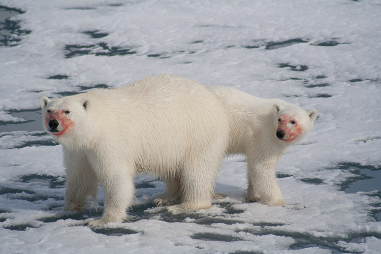 2006 Spitsbergen 3/6