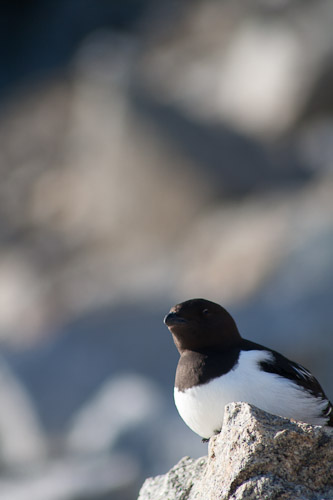2006 Spitsbergen 5/6